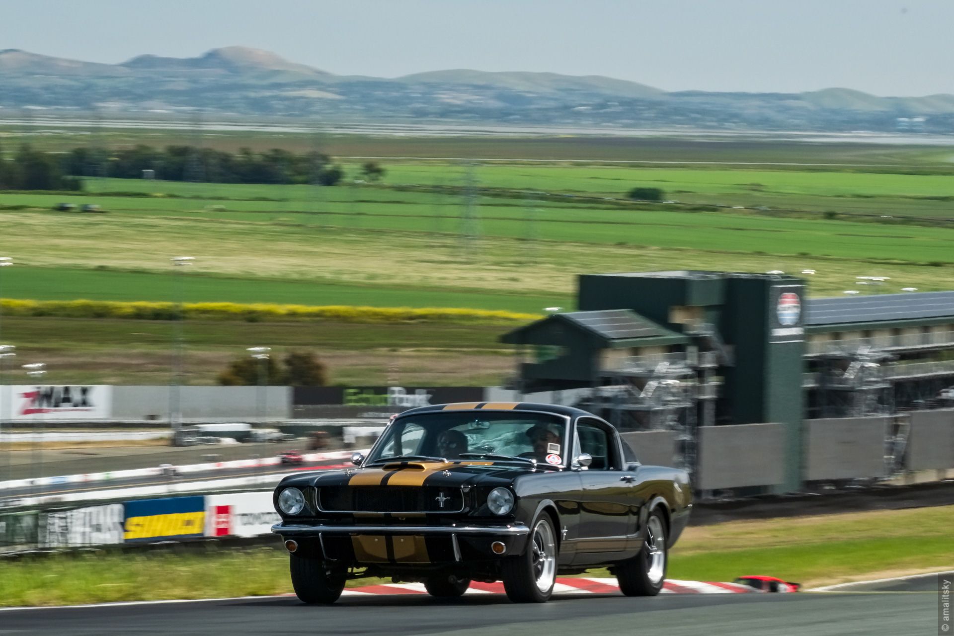 Shelby GT350
