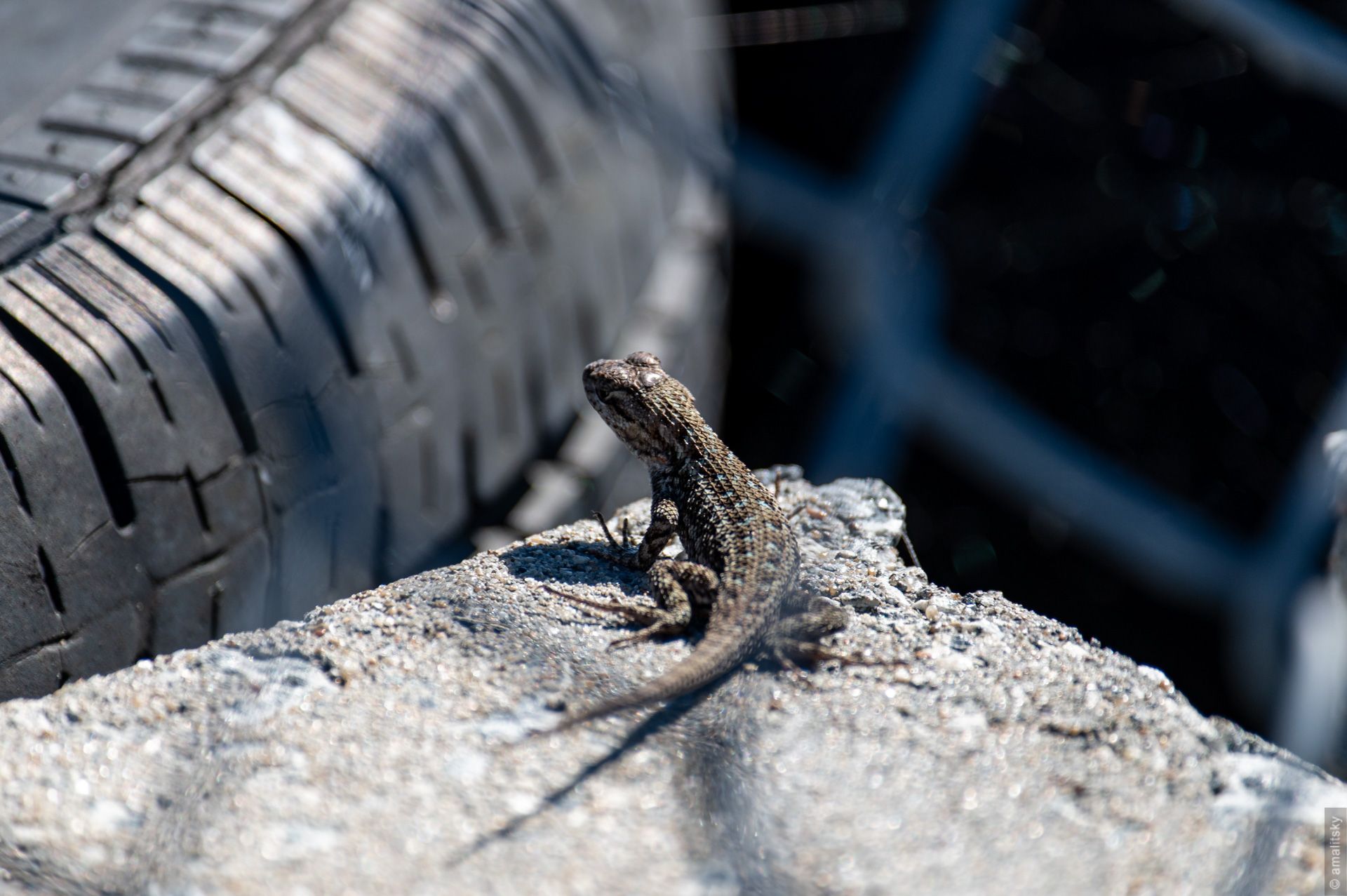 Lizard